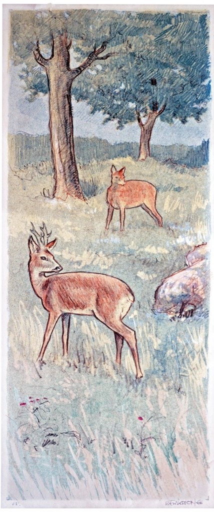 Blandade motiv - 1966 - Rådjur
